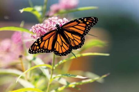 Milkweed and the Monarch Image